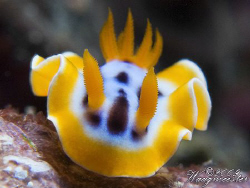 Right in my lens, Chromodorididae nudibranch - Nusa Penid... by Marco Waagmeester 